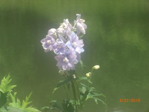 Photo of Delphinium elatum 'Guardian Lavender' (Larkspur)