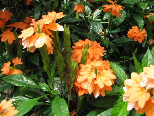 Photo of Crossandra infundibuliformis (Firecracker Plant, Firecracker Flower, Orange Crossandra)
