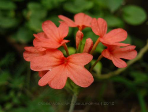 Photo of Crossandra infundibuliformis (Firecracker Plant, Firecracker Flower, Orange Crossandra)