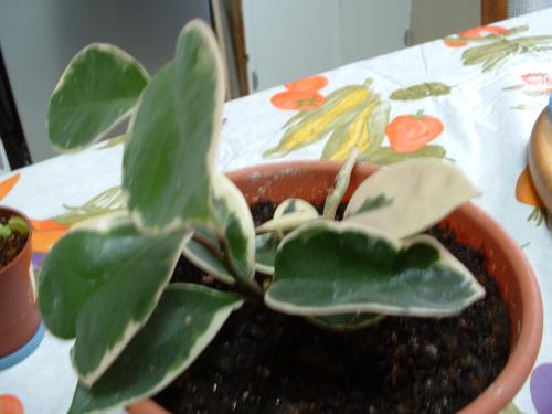 Photo of Hoya archboldiana (Hoya, Wax Plant)