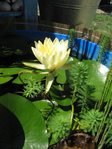Photo of Nymphaea  'Lemon Mist' (Water Lily)