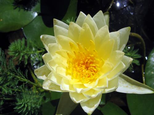 Photo of Nymphaea  'Lemon Mist' (Water Lily)
