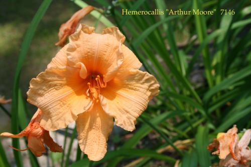 Photo of Hemerocallis 'Arthur Moore' (Daylily)