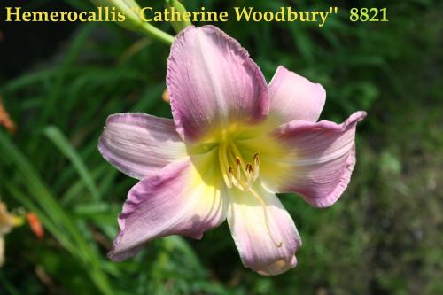 Photo of Hemerocallis 'Catherine Woodbury' (Daylily)