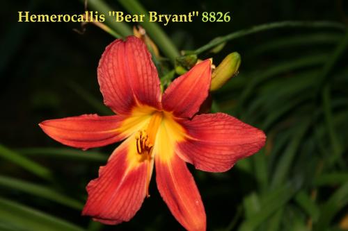 Photo of Hemerocallis 'Bear Bryant' (Daylily)