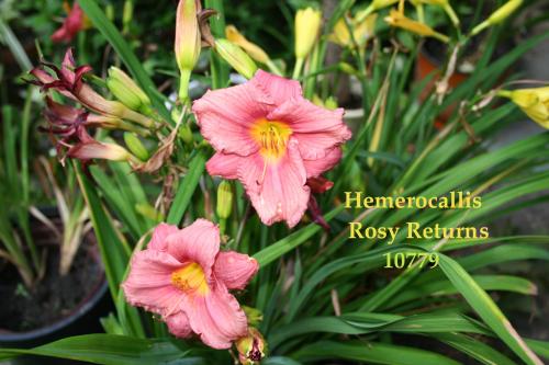 Photo of Hemerocallis 'Rosy Returns' (Daylily)