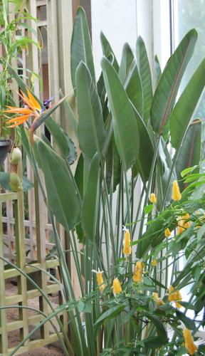 Photo of Strelitzia reginae (Bird of Paradise)