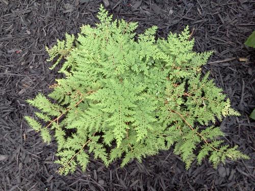 Photo of Selaginella pallescens (Sweat Fern, Moss Fern)