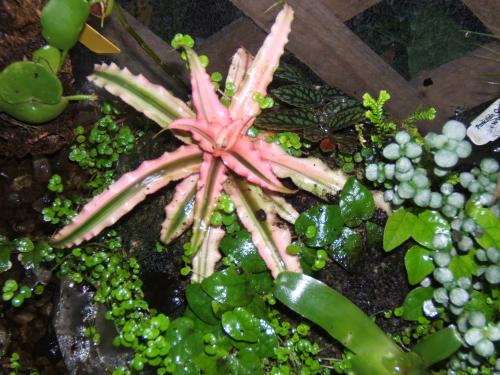 Photo of Cryptanthus bivittatus 'Minor' (Earth Star, Starfish Plant)