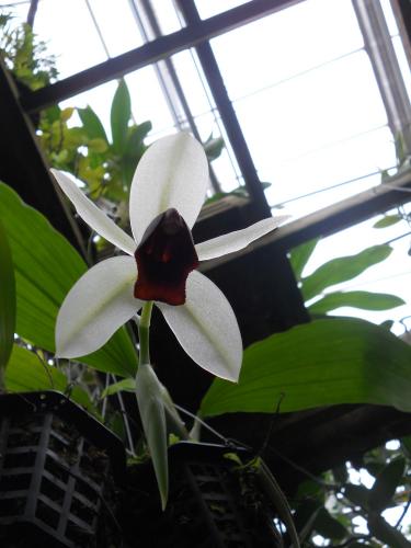 Photo of Coelogyne usitana (Orchid)