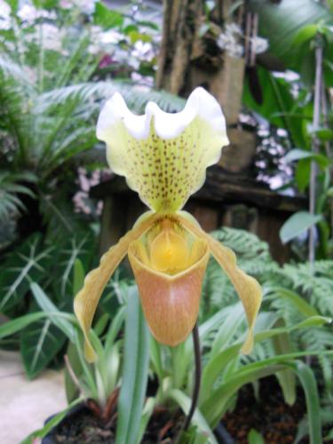 Photo of Paphiopedilum insigne 'Mooreanum' (Orchid)