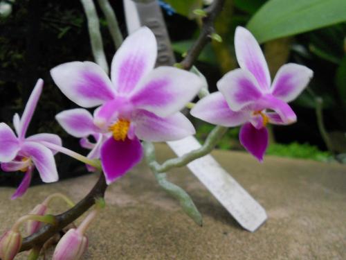 Photo of Phalaenopsis equestris (Moth Orchid)