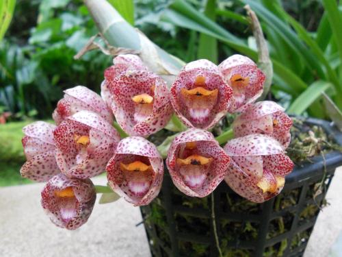 Photo of Peristeria pendula (Pendant Blooming Peristeria, Orchid)