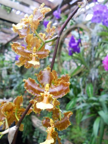 Photo of Oncidium anthocrene (Orchid)