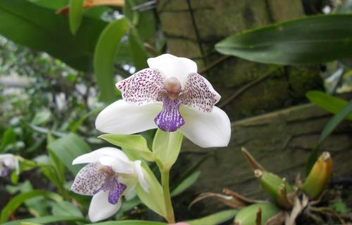 Photo of Pabstia jugosa (Orchid, Pabstia)