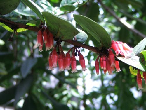 Photo of Macleania coccoloboides