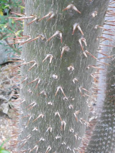 Photo of Pachypodium lamerei (Madagascar Palm)