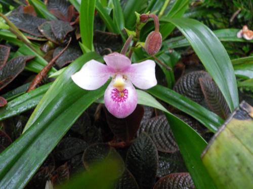 Photo of Phragmipedium schlimii (Schlimm's Phragmipedium, Orchid)