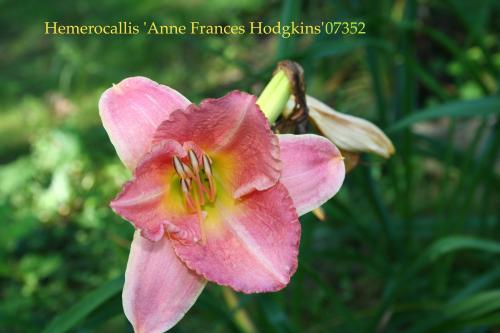 Photo of Hemerocallis 'Anne Frances Hodgkins' (Daylily)