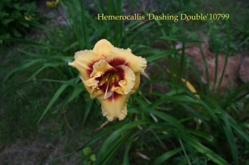 Photo of Hemerocallis 'Dashing Double' (Daylily)