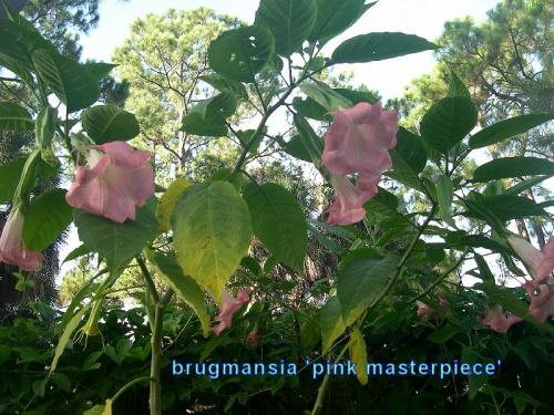 Photo of Brugmansia 'Pink Masterpiece'
 (Angel's Trumpet)