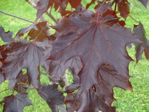 Photo of Acer platanoides 'Crimson King' ('Crimson King' Norway Maple)