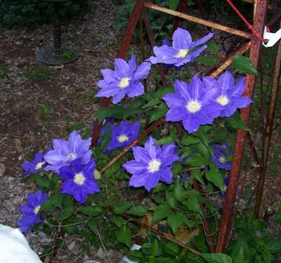 Photo of Clematis 'H.F.Young' (Clematis)