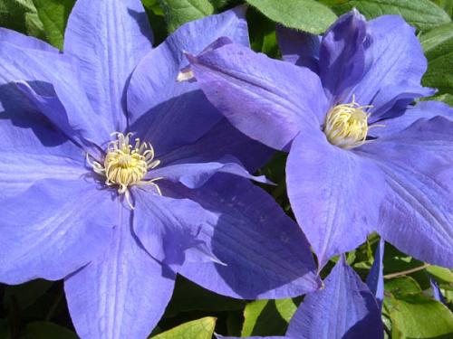 Photo of Clematis 'H.F.Young' (Clematis)
