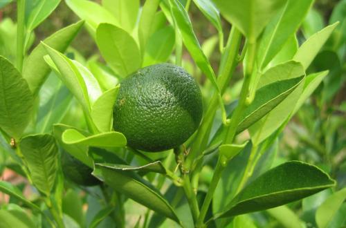 Photo of Citrus microcarpa (Calamondin,  Kalamansi)