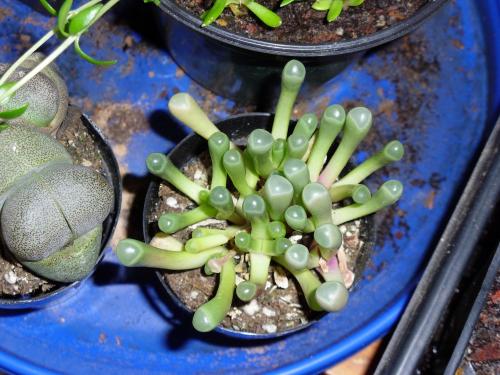 Photo of Fenestraria aurantiaca (Baby Toes)