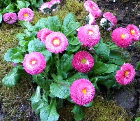 Photo of Bellis perennis 'Tasso Pink' (English Daisy)