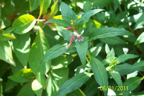 Photo of Cuphea lanceolata (Cigar Flower)