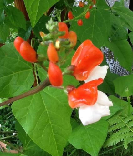 Photo of Phaseolus coccineus 'Painted Lady' (Runner Bean)