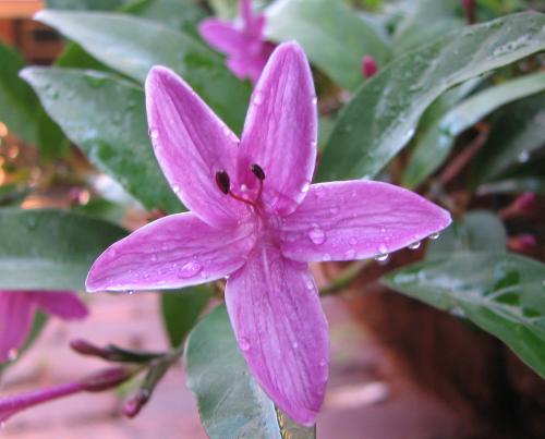 Photo of Barleria obtusa 'Purple Dazzler' (Bush Violet)