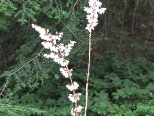 Photo of Abeliophyllum distichum (Korean White Forsythia)