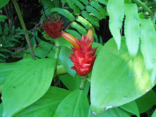 Photo of Costus productus (Spiral Ginger)