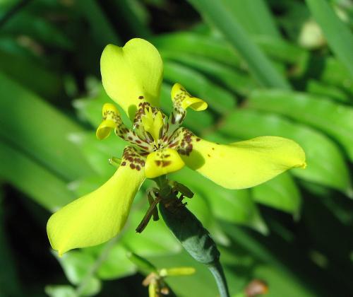 Photo of Neomarica longifolia (Yellow Walking Iris)