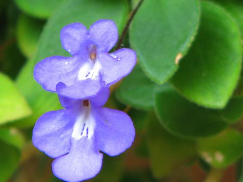 Photo of Streptocarpus caulescens (Nodding Violet)
