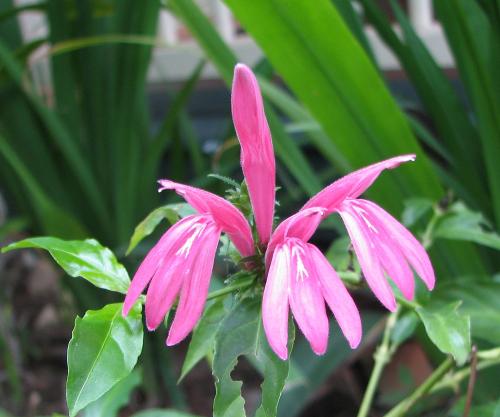 Photo of Dianthera nodosa (Pretty in Pink)