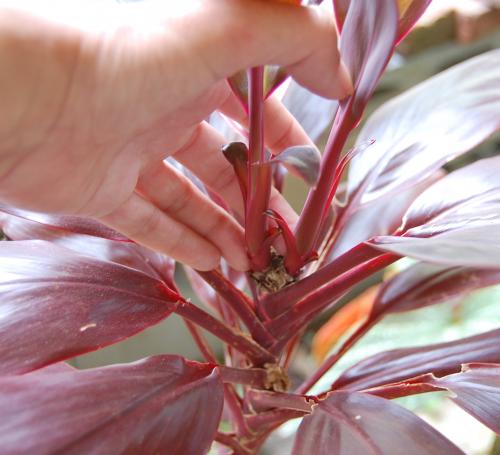 Photo of Cordyline fruticosa 'Red Sister'