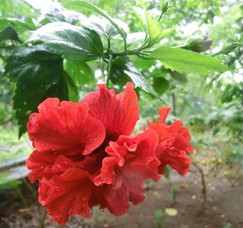 Photo of Hibiscus rosa-sinensis 'Red Double Dip'