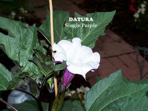 Photo of Datura metel var rubra