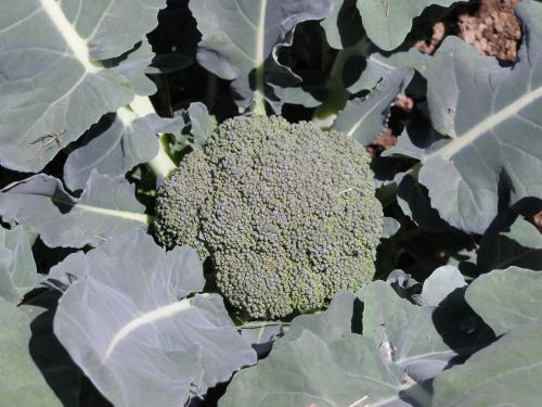 Photo of Brassica oleracea 'Italica Group' (Broccoli)