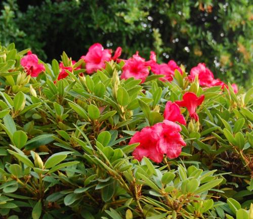 Photo of Rhododendron 'Elizabeth'