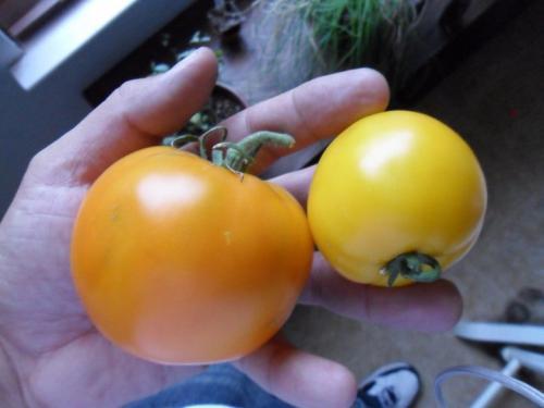 Photo of Solanum lycopersicum 'Lemon Boy' (Tomato)