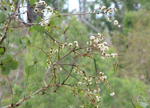 Photo of Eucalyptus platyphylla (Poplar Gum)