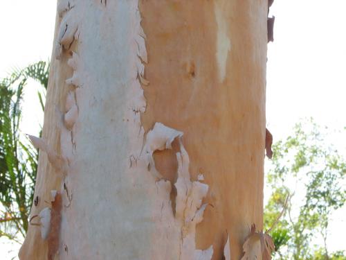 Photo of Eucalyptus platyphylla (Poplar Gum)