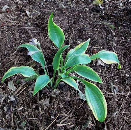 Photo of Hosta 'First Frost'