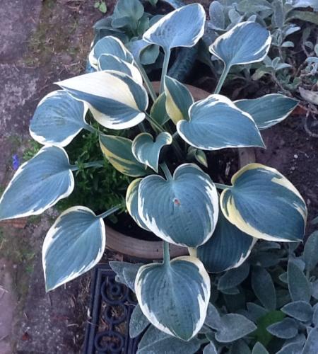 Photo of Hosta 'First Frost'