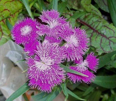 Photo of Dianthus 'Bouquet Purple' (Sweet William)